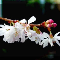 Prunus Autumnalis Japanese Flowering Cherry Plants