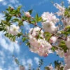 Prunus Autumnalis Rosea Japanese Flowering Cherry Plants -Fruit Trees Sales 2024 Prunus20autumnalis20rosea