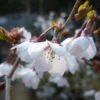 Incisa Kojo No Mai Japanese Flowering Cherry Plants -Fruit Trees Sales 2024 Prunus20kojo20no20mai