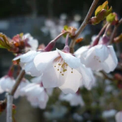 Incisa Kojo No Mai Japanese Flowering Cherry Plants