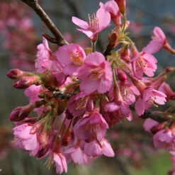 Kursar Japanese Flowering Cherry Plants