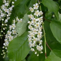 Prunus Padus Japanese Flowering Cherry Plants