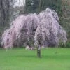 Prunus Pendular Rubra Japanese Flowering Cherry Plants -Fruit Trees Sales 2024 Prunus20pendula20rubra