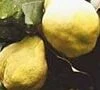 Champion Quince Trees 2 Champion Quince Trees -Fruit Trees Sales 2024 Quince Champion