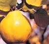 Lescovatza Quince Trees -Fruit Trees Sales 2024 Quince Lescovatz