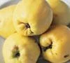 Meech's Prolific Quince Trees -Fruit Trees Sales 2024 Quince Meeches Prolific