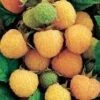 Fallgold Raspberry Bushes -Fruit Trees Sales 2024 Rasp20Fallgold