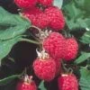 Glen Lyon Raspberry Bushes -Fruit Trees Sales 2024 Rasp20Glen20Lyon