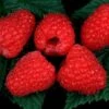 Glen Magna *new* Raspberry Bushes -Fruit Trees Sales 2024 Rasp20Glen20Magna