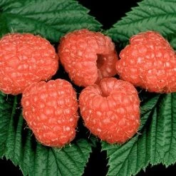 Glen Rosa *new* Raspberry Bushes