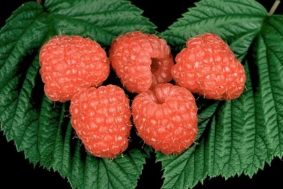 Glen Rosa *new* Raspberry Bushes -Fruit Trees Sales 2024 Rasp20Glen20Rosa