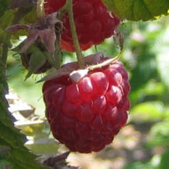 Heritage Raspberry Bushes