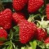 Joan Squire Raspberry Bushes -Fruit Trees Sales 2024 Rasp20Joan20Squire