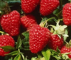 Joan Squire Raspberry Bushes