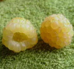 *kiwi Gold Raspberry Bushes