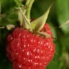 Malling Admiral Raspberry Bushes -Fruit Trees Sales 2024 Rasp20Malling20Admiral