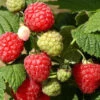 Introducing Octavia - The New August Conqueror Raspberry Bushes -Fruit Trees Sales 2024 Rasp20Octavia