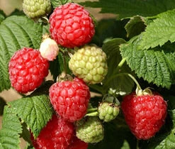 Introducing Octavia - The New August Conqueror Raspberry Bushes