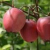 Red Obelisk Crab Apple Trees -Fruit Trees Sales 2024 Red20Obelisk