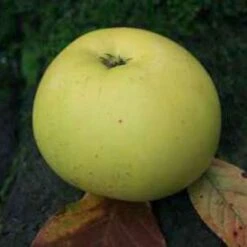 (A) Rev. W. Wilks Apple Trees