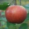 (A) Rivers Early Peach Apple Trees -Fruit Trees Sales 2024 Rivers20E