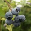 Rostina Blueberry Bushes -Fruit Trees Sales 2024 Rostina