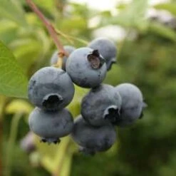 Rostina Blueberry Bushes