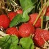Aromel Strawberry Plants -Fruit Trees Sales 2024 Strawberry plants Aromel