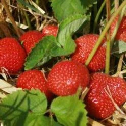 Aromel Strawberry Plants