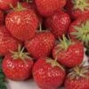 Cambridge Favourite Strawberry Plants