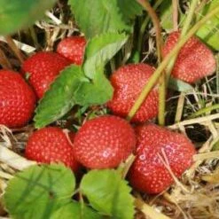 Elvira Strawberry Plants