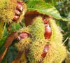 Sativa Sweet Chestnut Tree -Fruit Trees Sales 2024 Sweet Chestnut