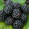 Sylvan Blackberry Bushes -Fruit Trees Sales 2024 Sylvan