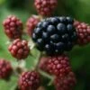 Thornfree Blackberry Bushes -Fruit Trees Sales 2024 Thornfree