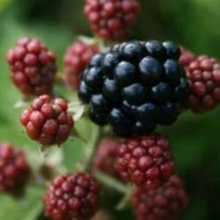 Thornfree Blackberry Bushes