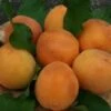 Tomcot Apricot Trees -Fruit Trees Sales 2024 Tomcot