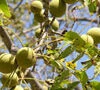 Juglans Nigra (The Black Walnut) Walnut Trees 1 Juglans Nigra (The Black Walnut) Walnut Trees -Fruit Trees Sales 2024 Walnut Juglans nigra