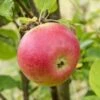 (B) Alkmene Apple Trees -Fruit Trees Sales 2024 alkmene apple