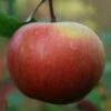 (B) Allington Pippin Apple Trees -Fruit Trees Sales 2024 allington20pipp