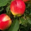 (a-b) Sunrise Apple Trees -Fruit Trees Sales 2024 apple20sunrise201