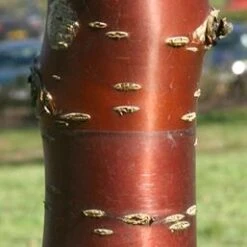 Birch Black Cherry (Serrula) Japanese Flowering Cherry Plants