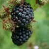 Black Satin Blackberry Bushes 1 Black Satin Blackberry Bushes -Fruit Trees Sales 2024 black20satin20blackberries
