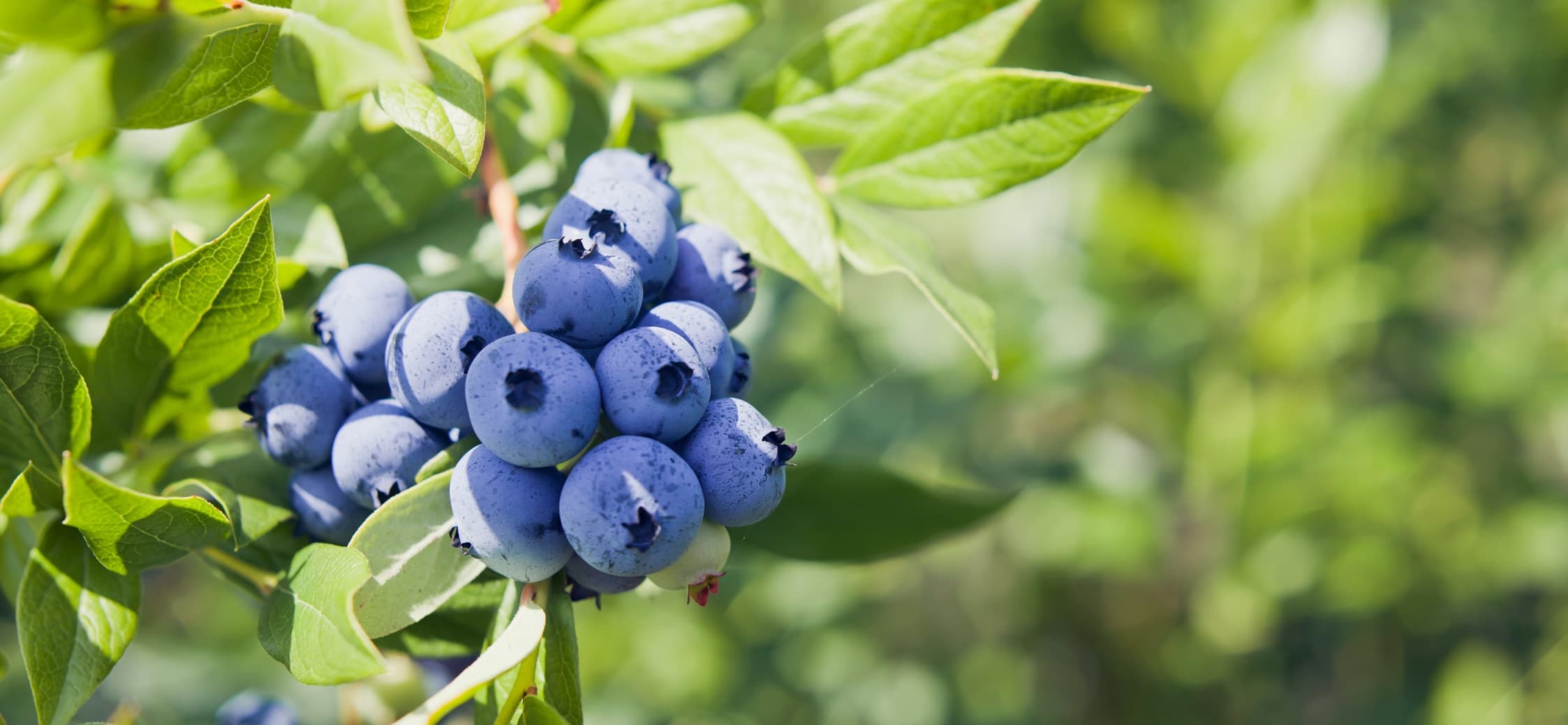 Front Page -Fruit Trees Sales 2024 blueberries header