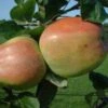 (B) Catshead Apple Trees -Fruit Trees Sales 2024 catshead20apple20trees20for20sale