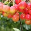 Amber Heart Cherry Trees -Fruit Trees Sales 2024 cherry20a20heart202