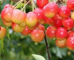 Amber Heart Cherry Trees