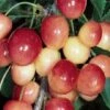 Frogmore Early Cherry Trees -Fruit Trees Sales 2024 cherry20frogmore20early