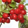 Gypsy Cherry Plum Trees -Fruit Trees Sales 2024 cherry20plum