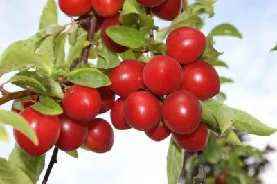 Gypsy Cherry Plum Trees -Fruit Trees Sales 2024 cherry20plum