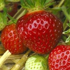 Cirano Strawberry Plants